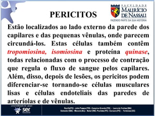 PERICITOS Estão localizados ao lado externo da parede dos capilares e das pequenas vênulas, onde parecem circundá-los. Estas células também contêm  tropomiosina, isomiosina   e proteína  quinase , todas relacionadas com o processo de contração que regula o fluxo de sangue pelos capilares. Além, disso, depois de lesões, os pericitos podem diferenciar-se tornando-se células musculares lisas e células endoteliais das paredes de arteríolas e de vênulas. 