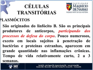 CÉLULAS TRANSITÓRIAS PLASMÓCITOS São originados do linfócito B. São os principais produtores de anticorpos,  participando dos processos de defesa do corpo . Pouco numerosos, exceto em locais sujeitos à penetração de bactérias e proteínas estranhas, aparecem em grande quantidade nas inflamações crônicas. Tempo de vida relativamente curto, 2 a 3 semanas. 