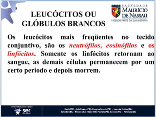 LEUCÓCITOS OU GLÓBULOS BRANCOS Os leucócitos mais freqüentes no tecido conjuntivo, são os  neutrófilos ,  eosinófilos   e  os  linfócitos . Somente os linfócitos retornam ao sangue, as demais células permanecem por um certo período e depois morrem. 