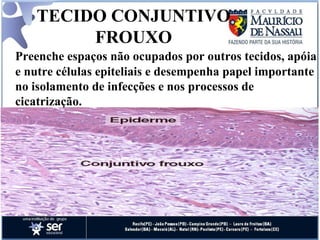TECIDO CONJUNTIVO FROUXO Preenche espaços não ocupados por outros tecidos, apóia e nutre células epiteliais e desempenha papel importante no isolamento de infecções e nos processos de cicatrização.  