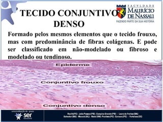 TECIDO CONJUNTIVO DENSO   Formado pelos mesmos elementos que o tecido frouxo, mas com predominância de fibras colágenas. E pode ser classificado em não-modelado ou fibroso e modelado ou tendinoso. 