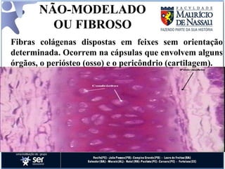 NÃO-MODELADO OU FIBROSO Fibras colágenas dispostas em feixes sem orientação determinada. Ocorrem na cápsulas que envolvem alguns órgãos, o periósteo (osso) e o pericôndrio (cartilagem). 