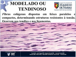 MODELADO OU  TENDINOSO   F ibras colágenas dispostas em feixes paralelos e compactos, determinando estruturas resistentes à tensão. Ocorrem nos tendões e nos ligamentos. 