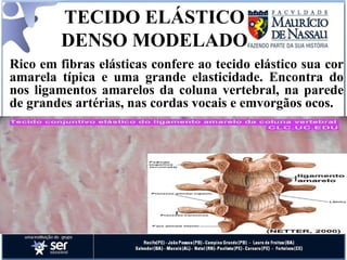TECIDO ELÁSTICO DENSO MODELADO   Rico em fibras elásticas confere ao tecido elástico sua cor amarela típica e uma grande elasticidade. Encontra do nos ligamentos amarelos da coluna vertebral, na parede de grandes artérias, nas cordas vocais e emvorgãos ocos. 