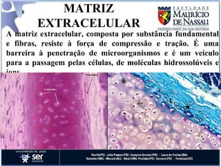 MATRIZ EXTRACELULAR A matriz extracelular, composta por substância fundamental e fibras, resiste à força de compressão e tração. É uma barreira à penetração de microorganismos e é um veículo para a passagem pelas células, de moléculas hidrossolúveis e íons.  