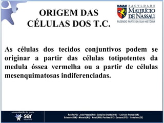 ORIGEM DAS CÉLULAS DOS T.C. As células dos tecidos conjuntivos podem se originar a partir das células totipotentes da medula óssea vermelha ou a partir de células mesenquimatosas indiferenciadas.  