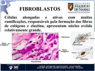 FIBROBLASTOS Células alongadas e ativas com muitas ramificações, responsáveis pela formação das fibras de colágeno e elastina, apresentam núcleo ovóide relativamente grande.  