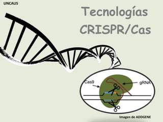 Imagen de ADDGENE
Tecnologías
CRISPR/Cas
UNCAUS
 