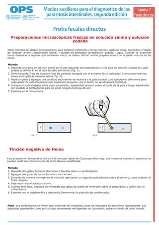 Técnica de baermann | PDF