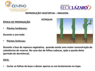 REPRODUÇÃO VEGETATIVA – INDUZIDA
ESTAQUIA
ÉPOCA DE PROPAGAÇÃO
• Plantas herbáceas:
Durante o ano todo
• Plantas lenhosas:
Durante a fase de repouso vegetativo, quando existe uma maior concentração de
substâncias de reserva. No caso das de folhas caducas, após a queda delas
(período de dormência).
DICA:
• Cortar as folhas da base e deixar apenas as em brotamento no topo.
 