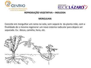REPRODUÇÃO VEGETATIVA – INDUZIDA
MERGULHIA
Consiste em mergulhar um ramo no solo, sem separá-lo da planta mãe, com a
finalidade de o mesmo regenerar um novo sistema radicular para depois ser
separado. Ex.: ibísco, camélia, hera, etc.
 