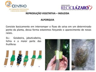 REPRODUÇÃO VEGETATIVA – INDUZIDA
ALPORQUIA
Consiste basicamente em interromper o fluxo de seiva em um determinado
ponto da planta, dessa forma estaremos forçando o aparecimento de novas
raízes.
Ex.: Goiabeira, jabuticabeira,
lichia e a maior parte das
frutíferas
 