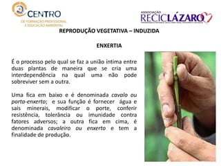 É o processo pelo qual se faz a união íntima entre
duas plantas de maneira que se cria uma
interdependência na qual uma não pode
sobreviver sem a outra.
Uma fica em baixo e é denominada cavalo ou
porta-enxerto; e sua função é fornecer água e
sais minerais, modificar o porte, conferir
resistência, tolerância ou imunidade contra
fatores adversos; a outra fica em cima, é
denominada cavaleiro ou enxerto e tem a
finalidade de produção.
REPRODUÇÃO VEGETATIVA – INDUZIDA
ENXERTIA
 