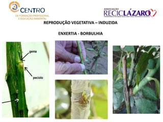 REPRODUÇÃO VEGETATIVA – INDUZIDA
ENXERTIA - BORBULHIA
 