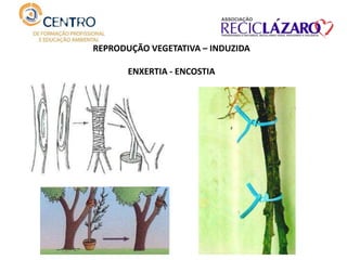 REPRODUÇÃO VEGETATIVA – INDUZIDA
ENXERTIA - ENCOSTIA
 