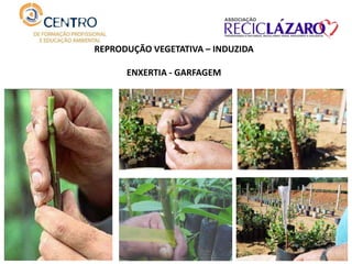 REPRODUÇÃO VEGETATIVA – INDUZIDA
ENXERTIA - GARFAGEM
 