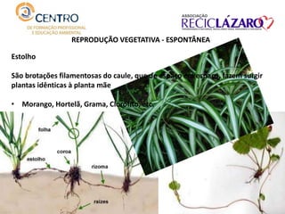 REPRODUÇÃO VEGETATIVA - ESPONTÂNEA
Estolho
São brotações filamentosas do caule, que de espaço em espaço, fazem surgir
plantas idênticas à planta mãe
• Morango, Hortelã, Grama, Clorófito, etc.
 