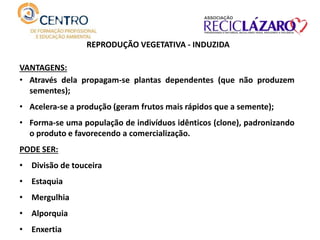 REPRODUÇÃO VEGETATIVA - INDUZIDA
VANTAGENS:
• Através dela propagam-se plantas dependentes (que não produzem
sementes);
• Acelera-se a produção (geram frutos mais rápidos que a semente);
• Forma-se uma população de indivíduos idênticos (clone), padronizando
o produto e favorecendo a comercialização.
PODE SER:
• Divisão de touceira
• Estaquia
• Mergulhia
• Alporquia
• Enxertia
 