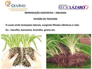 REPRODUÇÃO VEGETATIVA – INDUZIDA
DIVISÃO DE TOUCEIRA
O caule emite brotações laterais, surgindo filhotes idênticos à mãe:
Ex.: clorofito, bananeira, bromélia, grama etc.
 