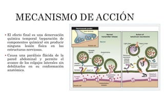  El efecto final es una denervación
química temporal (separación de
componentes química) sin producir
ninguna lesión física en las
estructuras nerviosas.
 Causa una parálisis flácida de la
pared abdominal y permite el
avance de los colgajos laterales sin
debilitarlos en su conformación
anatómica.
 