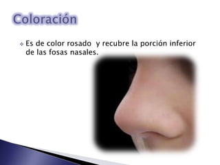  Es de color rosado y recubre la porción inferior
de las fosas nasales.
 