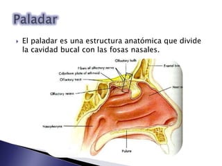  El paladar es una estructura anatómica que divide
la cavidad bucal con las fosas nasales.
 