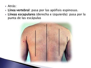  Atrás:
 Línea vertebral: pasa por las apófisis espinosas.
 Líneas escapulares (derecha e izquierda): pasa por la
punta de las escápulas
 