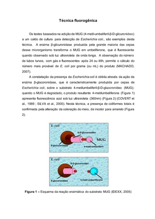 Técnica fluorogênica
Os testes baseados na adição de MUG (4-metil-umbeliferil-β-D-glicuronideo)
a um caldo de cultura para detecção de Escherichia coli., são exemplos desta
técnica. A enzima β-glicuronidase produzida pela grande maioria das cepas
desse microrganismo transforma o MUG em umbeliferona, que é fluorescente
quando observado sob luz ultravioleta de onda longa. A observação do número
de tubos turvos, com gás e fluorescentes após 24 ou 48h, permite o cálculo do
número mais provável de E. coli por grama (ou mL) do produto (MACHADO,
2007).
A constatação da presença da Escherichia coli é obtida através da ação da
enzima β-glucoronidase, que é caracteristicamente produzida por cepas de
Escherichia coli, sobre o substrato 4-metilumbeliferil-β-D-glucoronídeo (MUG);
quando o MUG é degradado, o produto resultante 4-metilumbeliferona (Figura 1)
apresenta fluorescência azul sob luz ultravioleta (360nm) (Figura 2) (COVERT et
al., 1989 ; SILVA et al., 2000). Nesta técnica, a presença de coliformes totais é
confirmada pela alteração da coloração do meio, de incolor para amarelo (Figura
2).
Figura 1 – Esquema da reação enzimática do substrato MUG (IDEXX, 2005)
 
