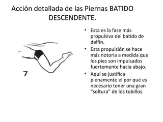 Acción detallada de las Piernas BATIDO DESCENDENTE. Esta es la fase más propulsiva del batido de delfín. Esta propulsión se hace más notoria a medida que los pies son impulsados fuertemente hacia abajo. Aquí se justifica plenamente el por qué es necesario tener una gran “soltura” de los tobillos. 