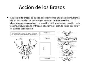 Acción de los Brazos La acción de brazos se puede describir como una acción simultánea de los brazos de crol cuyas fases constan de  tres barridos diagonales  y un  recobro . Los barridos utilizados son el barrido hacia afuera, incluyendo la entrada y el agarre, el barrido hacia adentro y el barrido ascendente. 