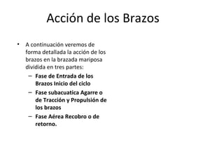 Acción de los Brazos A continuación veremos de forma detallada la acción de los brazos en la brazada mariposa dividida en tres partes: Fase de Entrada de los Brazos Inicio del ciclo Fase subacuatica Agarre o de Tracción y Propulsión de los brazos Fase Aérea Recobro o de retorno. 