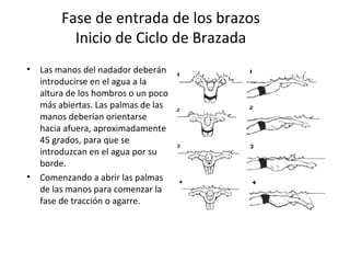 Fase de entrada de los brazos Inicio de Ciclo de Brazada Las manos del nadador deberán introducirse en el agua a la altura de los hombros o un poco más abiertas. Las palmas de las manos deberían orientarse hacia afuera, aproximadamente 45 grados, para que se introduzcan en el agua por su borde.   Comenzando a abrir las palmas de las manos para comenzar la fase de tracción o agarre. 