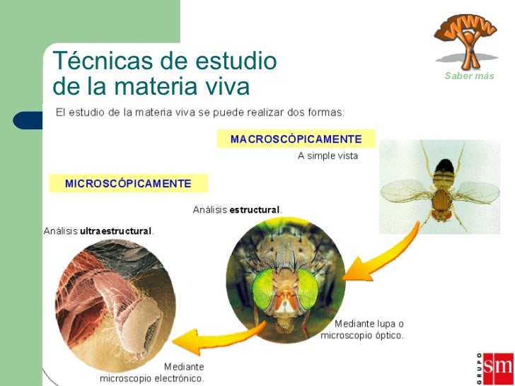 Técnicas de estudio de la célula Técnicas de estudio de la célula