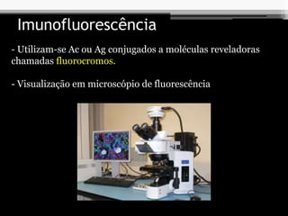 Imunofluorescência
- Utilizam-se Ac ou Ag conjugados a moléculas reveladoras
chamadas fluorocromos.
- Visualização em microscópio de fluorescência
 