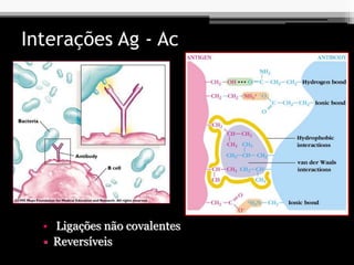 Interações Ag - Ac
 Ligações não covalentes
 Reversíveis
 