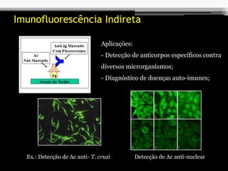 Ex.: Detecção de Ac anti- T. cruzi
Aplicações:
- Detecção de anticorpos específicos contra
diversos microrganismos;
- Diagnóstico de doenças auto-imunes;
Detecção de Ac anti-nuclear
Imunofluorescência Indireta
 