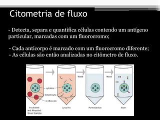 Citometria de fluxo
- Detecta, separa e quantifica células contendo um antígeno
particular, marcadas com um fluorocromo;
- Cada anticorpo é marcado com um fluorocromo diferente;
- As células são então analizadas no citômetro de fluxo.
 