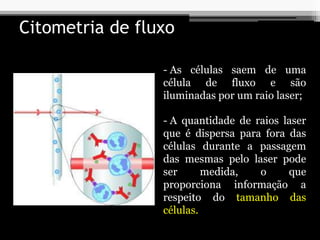 - As células saem de uma
célula de fluxo e são
iluminadas por um raio laser;
Citometria de fluxo
- A quantidade de raios laser
que é dispersa para fora das
células durante a passagem
das mesmas pelo laser pode
ser medida, o que
proporciona informação a
respeito do tamanho das
células.
 