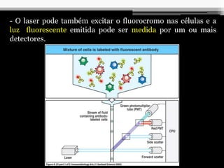 - O laser pode também excitar o fluorocromo nas células e a
luz fluorescente emitida pode ser medida por um ou mais
detectores.
 