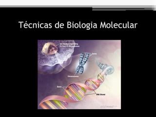 Técnicas de Biologia Molecular
 