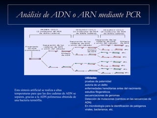 Análisis de ADN o ARN mediante PCR Esta síntesis artificial se realiza a altas temperaturas para que las dos cadenas de ADN se separen, gracias a la ADN polimerasa obtenida de una bacteria termófila. Utilidades :  pruebas de paternidad autoría de un delito enfermedades hereditarias antes del nacimiento estudios filogenéticos secuenciaciones de genomas  Detección de mutaciones (cambios en las secuencias de ADN)  En microbiología para la identificación de patógenos virales, bacterianos. etc. 