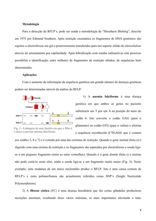 Metodologia

       Para a detecção de RFLP’s, pode ser usada a metodologia de “Shouthern Blotting”, descrita

em 1975 por Edmund Southern. Após restrição enzimática os fragmentos de DNA genómico são

sujeitos a electroforese em gel e posteriormente transferidos para um suporte sólido de nitrocelulose

através do arrastamento por capilaridade. Após hibridização com sondas radioactivas este processo

possibilita a identificação, entre milhares de fragmentos de restrição obtidos, de sequências bem

determinadas.

       Aplicações

       Com o aumento da informação da sequência genética um grande número de doenças genéticas

podem ser determinadas através da análise do RFLP:

                                                         1) A anemia falciforme é uma doença

                                                    genética em que ambos os genes no paciente

                                                    substituem um T por um A na posição do meio do

                                                    codão 6. Isto converte o codão GAG (para o

                                                    glutamato) ao codão GTG (para a valina) e elimina
Fig. 3 - Linhagem de uma família em que o filho é
o único a possuir anemia falciforme.                e sequência reconhecida (CTGAGG que é comum

aos codões 5, 6 e 7) e é cortada por uma das enzimas de restrição. Quando o gene normal (beta a) é

digerido com uma enzima de restrição e os fragmentos são separados por electroforese a sonda liga-

se a um pequeno fragmento (entre as setas vermelhas). Quando é o gene doente (beta s) a enzima

não pode cortá-lo neste sítio, então a sonda liga-se a um fragmento muito maior (Fig. 3). Neste

exemplo, uma mudança de um único nucleotídio produz o RFLP. Isto é uma causa comum de

RFLP’s e estes polimorfismos são actualmente referidos como SNP’s (Single Nucleotide

Polymorphisms).

       2) A fibrose cística (FC) é uma doença hereditária que faz certas glândulas produzirem

secreções anormais, resultando disso vários sintomas, os mais importantes afectando o trato


                                                                                                   4
 