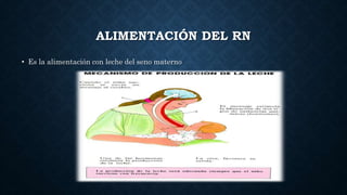 ALIMENTACIÓN DEL RN
• Es la alimentación con leche del seno materno
 