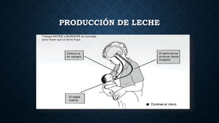 PRODUCCIÓN DE LECHE
 