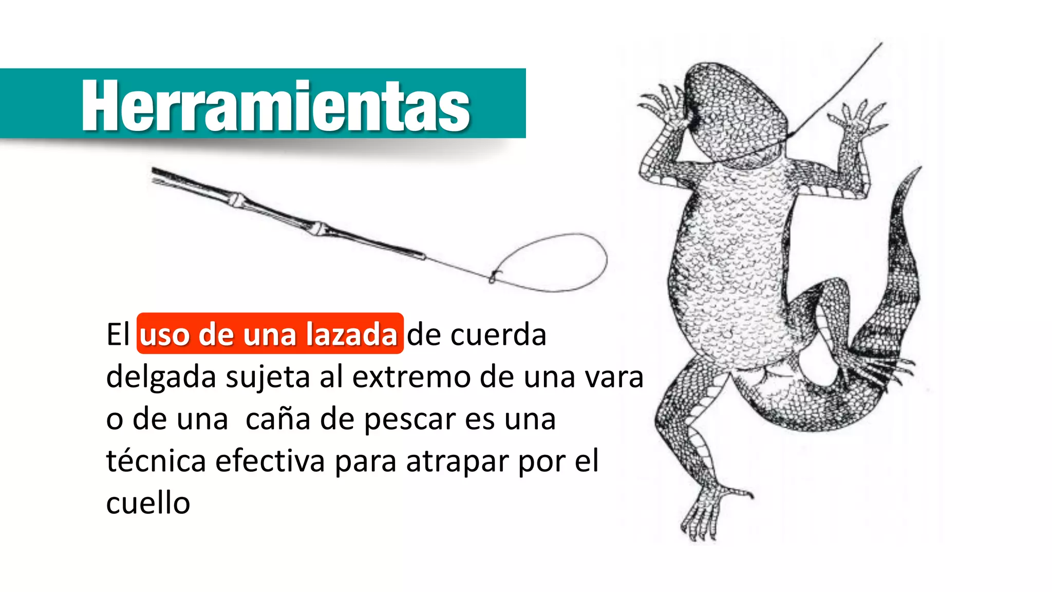 Reptiles: Técnicas de Captura | PDF