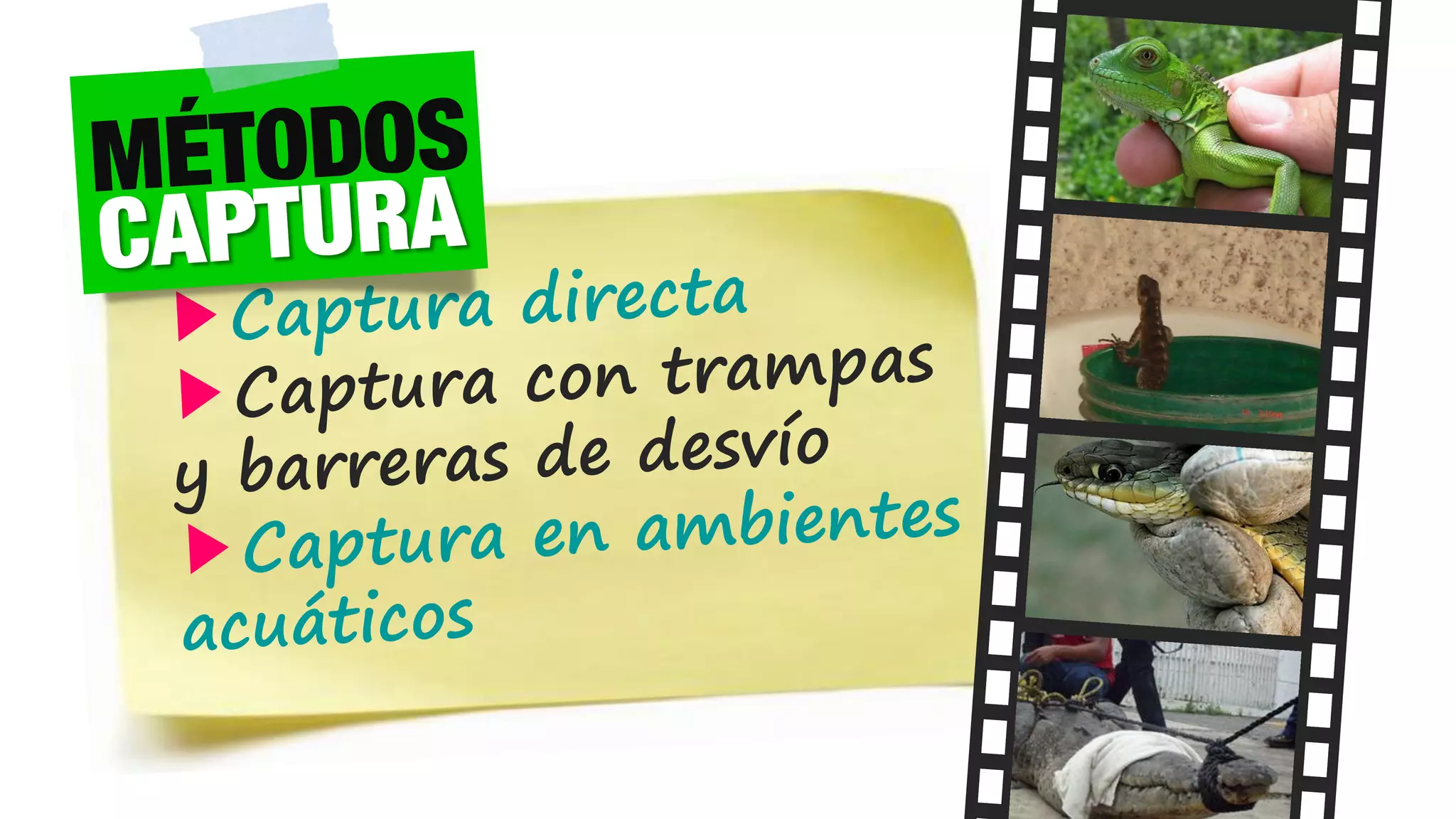 Reptiles: Técnicas de Captura | PDF
