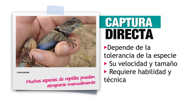 Reptiles: Técnicas de Captura | PDF