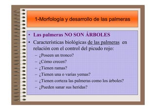 1-Morfología y desarrollo de las palmeras

• Las palmeras NO SON ÁRBOLES
• Características biológicas de las palmeras en
 ...