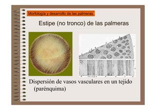 Morfología y desarrollo de las palmeras

      Estipe (no tronco) de las palmeras




Dispersión de vasos vasculares en un...