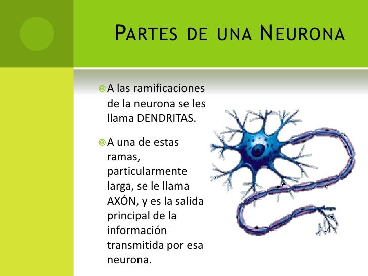 Los mapas mentales